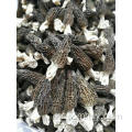 말린 버섯 morchella vulgaris